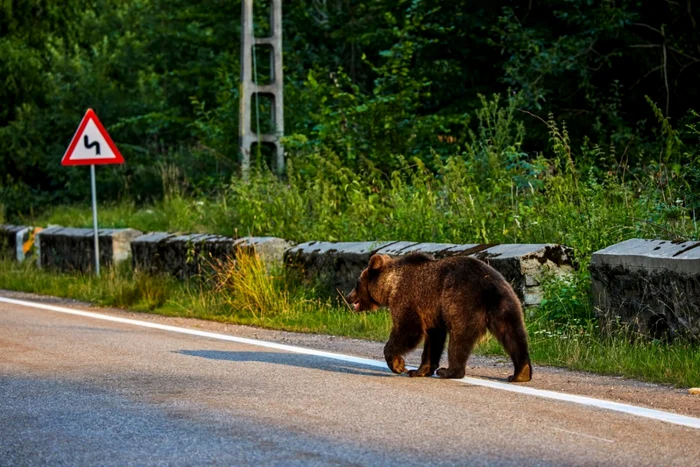 ISU Neamț a trimis trei mesaje RO-ALERT după apariția unor urși în Bicaz Chei, Farcașa și Piatra‑Neamț