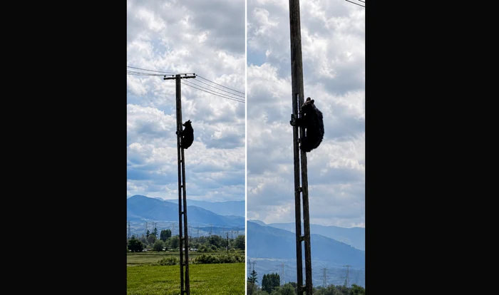 Urs filmat coborând de pe un stâlp de electricitate la Brașov; imaginile au devenit virale