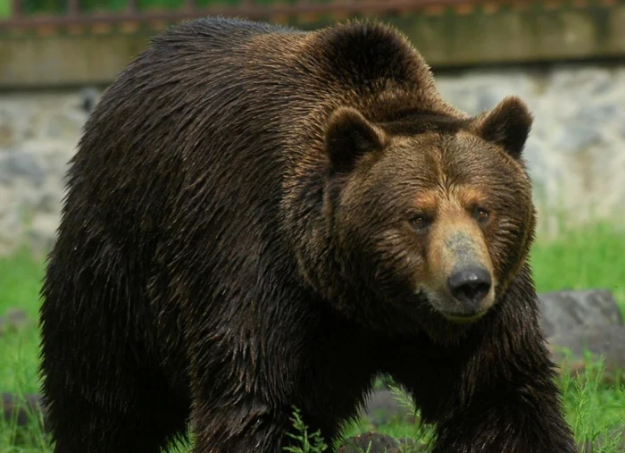 România cere la Bruxelles schimbarea statutului de protecţie al ursului brun, anunţă ministrul interimar Tanczos Barna