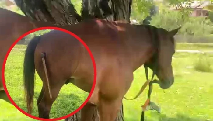 Scandal în Berevoești: bărbat atacă cu toporul calul rivalului, animalul are răni grave