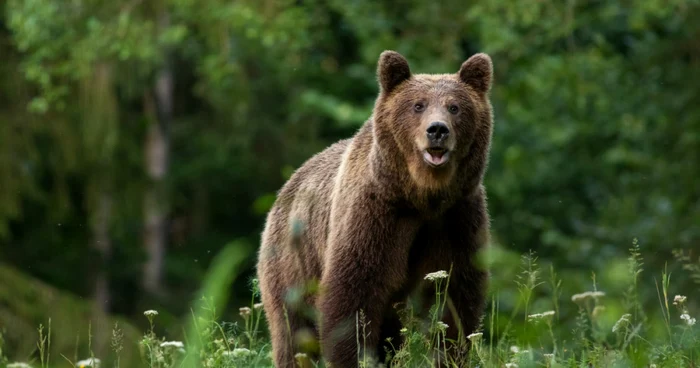 Nouă turiști, între care trei copii, escortați de jandarmi după ce au întâlnit șase urși la Lunca de Sus