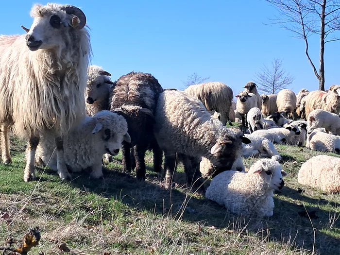 Crescători de oi: risc real ca animale să moară de foame dacă nu se deblochează exporturile