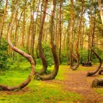 Arborii celebri din „Pădurea Strâmbă” din Polonia se usucă; cercetătorii caută explicații pentru trunchiurile curbe