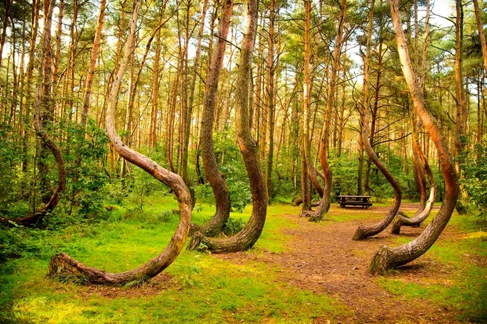 Arborii celebri din „Pădurea Strâmbă” din Polonia se usucă; cercetătorii caută explicații pentru trunchiurile curbe