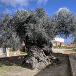 În Ano Vouves, Creta, crește cel mai vechi măslin din lume — are circa 3.000 de ani și încă rodește
