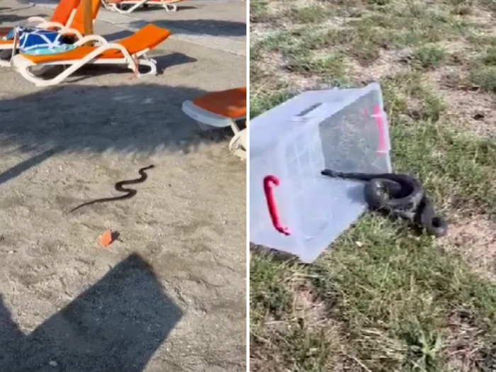 Un șarpe de aproximativ 1,5 m, găsit și îndepărtat de pe o plajă din Venus