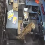 Leopard intră într-un magazin de băuturi din Rajasthan și rănește trei persoane; animalul capturat după cinci ore
