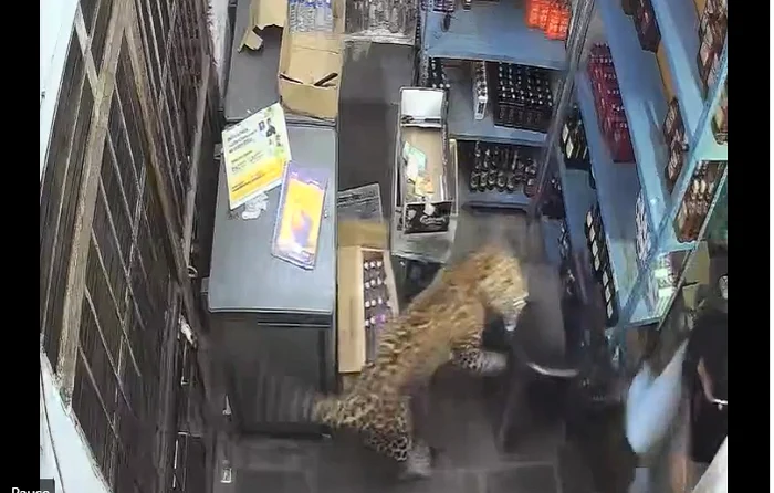 Leopard intră într-un magazin de băuturi din Rajasthan și rănește trei persoane; animalul capturat după cinci ore