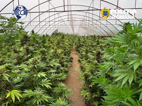 Captură record de canabis în Neamț: peste 2.600 de plante și un laborator clandestin descoperite într-un solar