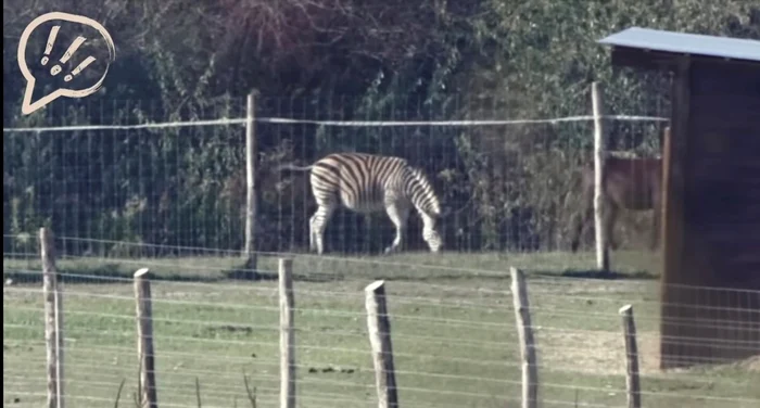 Anchetă guvernamentală în Ungaria după apariția unei turme de zebre pe terenurile unui apropiat al lui Orbán