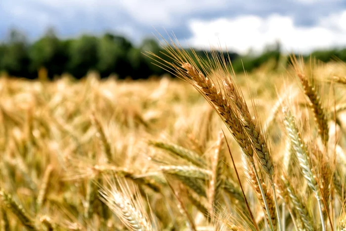De ce nu se îmbogățesc fermierii nici când recoltele sunt bune: cine ia, de fapt, profitul din agricultură