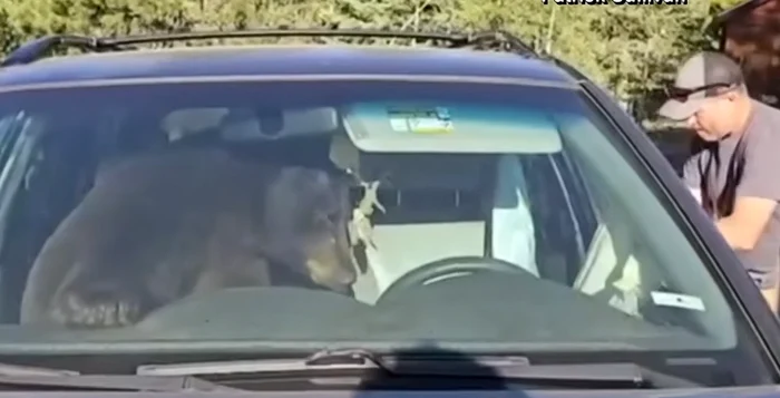 Un urs a intrat într-un SUV lăsat descuiat și a rămas blocat; a claxonat toată noaptea în Colorado