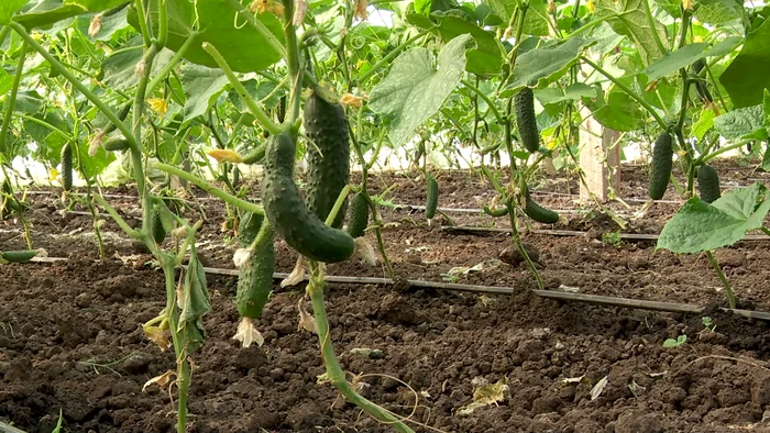 Criză la castraveți în Olt: sac de 25 kg vândut cu 5 lei, fermierii lasă producția pe câmp
