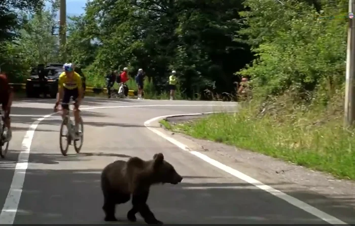 Un urs a tăiat calea cicliștilor Lorenzo Finn și Byron Munton în urcarea finală la Păltiniș