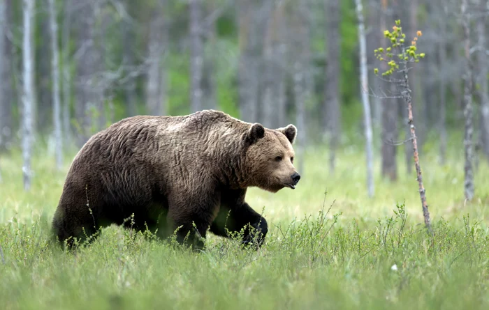 Alarmă la marginea Capitalei: urs de 400–500 kg observat în Pădurea Snagov, localnici îngrijorați