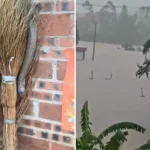 Inundații în China: aproape 900 de șerpi au scăpat după prăbușirea unei ferme în Hengzhou