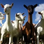 Carantină națională de 30 de zile pentru oi și capre din cauza PMR; restricții inclusiv la pășunat