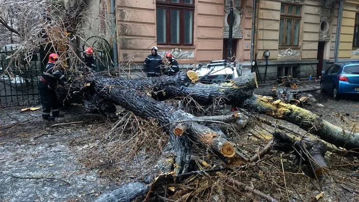 Ce faci dacă un copac îți cade pe mașină: cine răspunde și cum obții despăgubiri