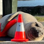 Neil, elefantul de mare care atrage mulțimi în Tasmania: autoritățile cer prudență pentru a-i salva viața
