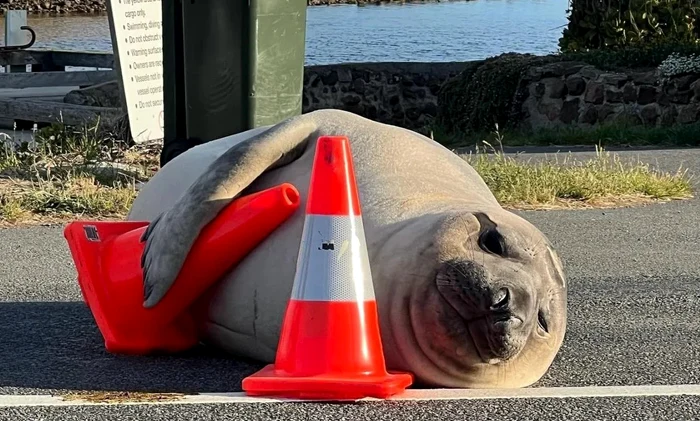 Neil, elefantul de mare care atrage mulțimi în Tasmania: autoritățile cer prudență pentru a-i salva viața