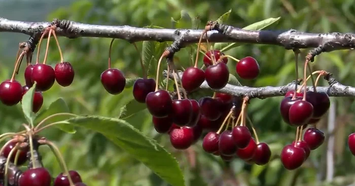 Cireșele rămân în pomi și producători amenință să renunțe la livezi: vând sub costul de producție
