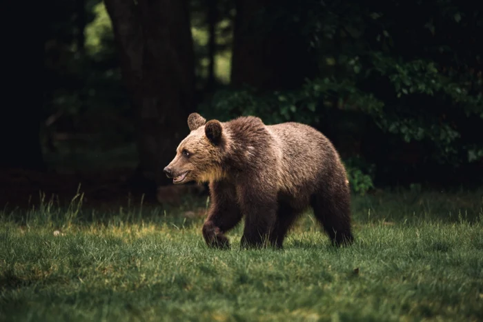 Urs împușcat în Poiana Brașov după ce a încercat în repetate rânduri să intre în anexele unui complex hotelier