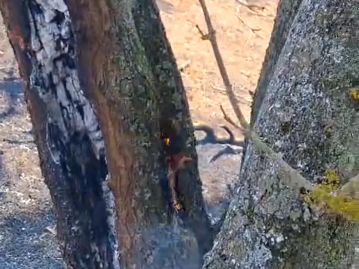 Incendiu mocnit în Parcul Natural Lunca Mureșului: copaci care ard din interior și fum cu miros de sulf