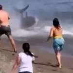 Panică pe plaja El Ancón din Marbella: un ton uriaș, confundat cu un rechin, a fost salvat de turiști
