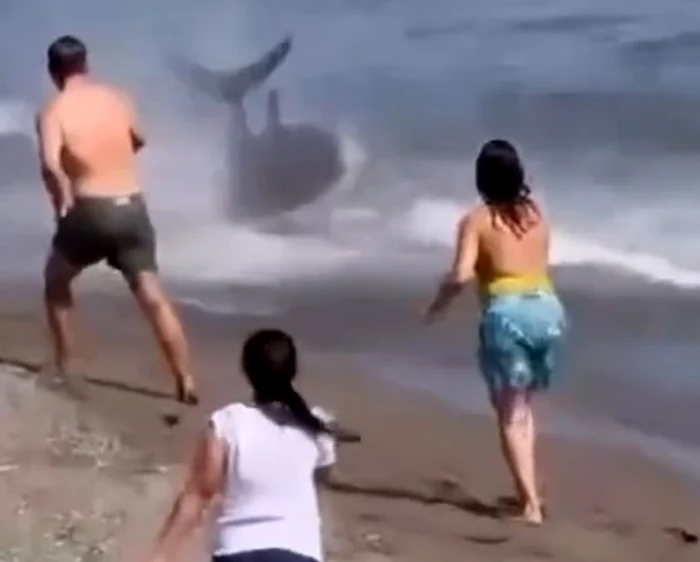 Panică pe plaja El Ancón din Marbella: un ton uriaș, confundat cu un rechin, a fost salvat de turiști