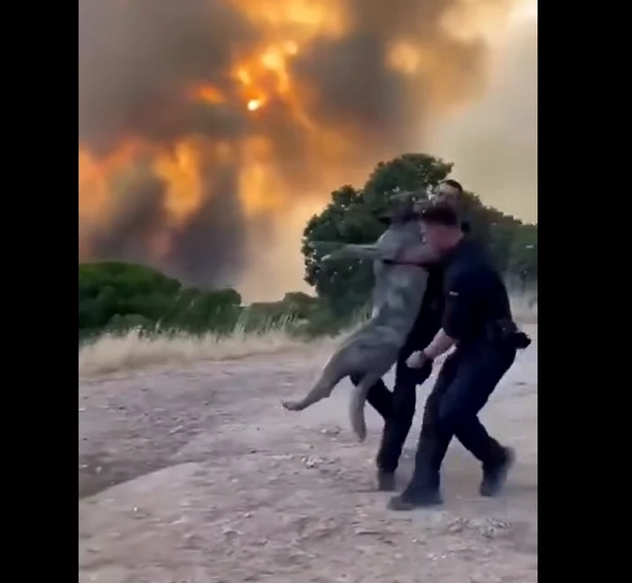Sute de animale salvate în urma incendiilor din vestul Madridului: elefanți, crocodili, lupi și păsări evacuate