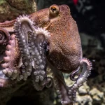 Italia eliberează mii de caracatițe pentru a limita invazia crabului albastru