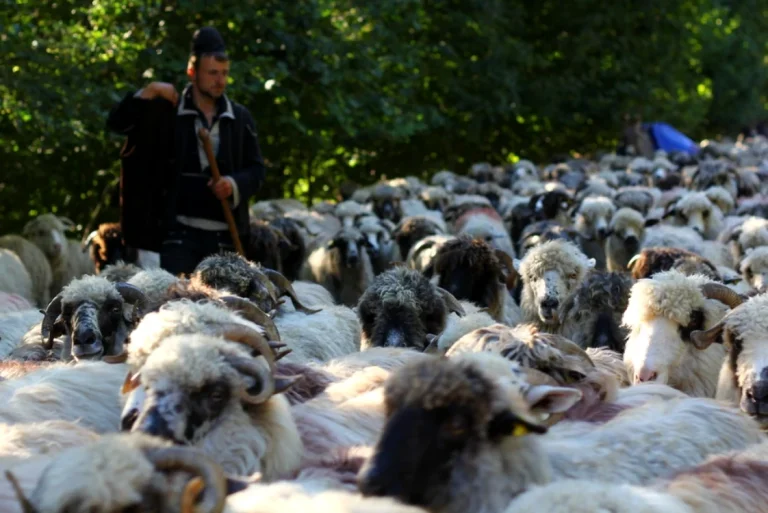 Focare de variolă ovină în Vâlcea și Gorj: peste 800 de oi urmează a fi sacrificate, crescătorii cer măsuri