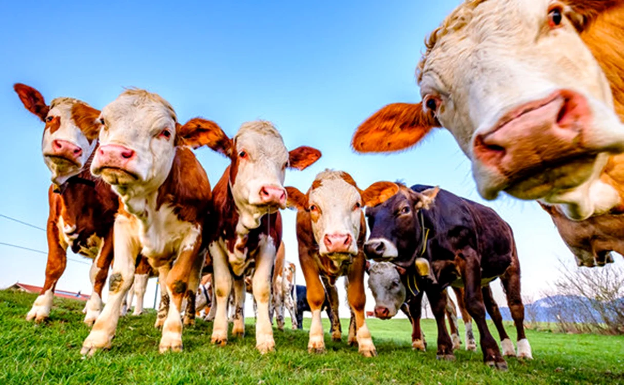 Anchete europene în Grecia după plăți pentru sute de mii de animale care nu pot fi justificare în registre