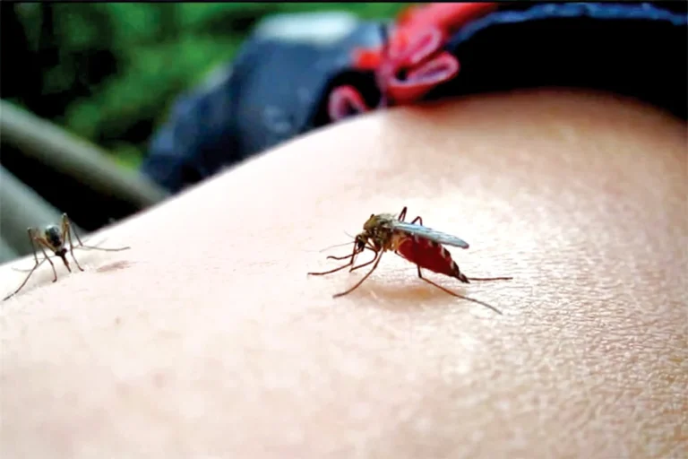 Ploile de vară și canicula pot crește riscul de transmitere a virusului West Nile