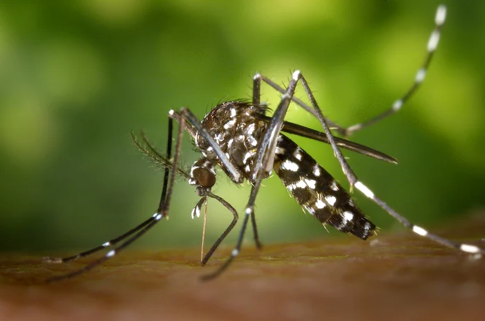 Primul caz confirmat de virus West Nile în acest sezon la Iași: o tânără de 22 de ani