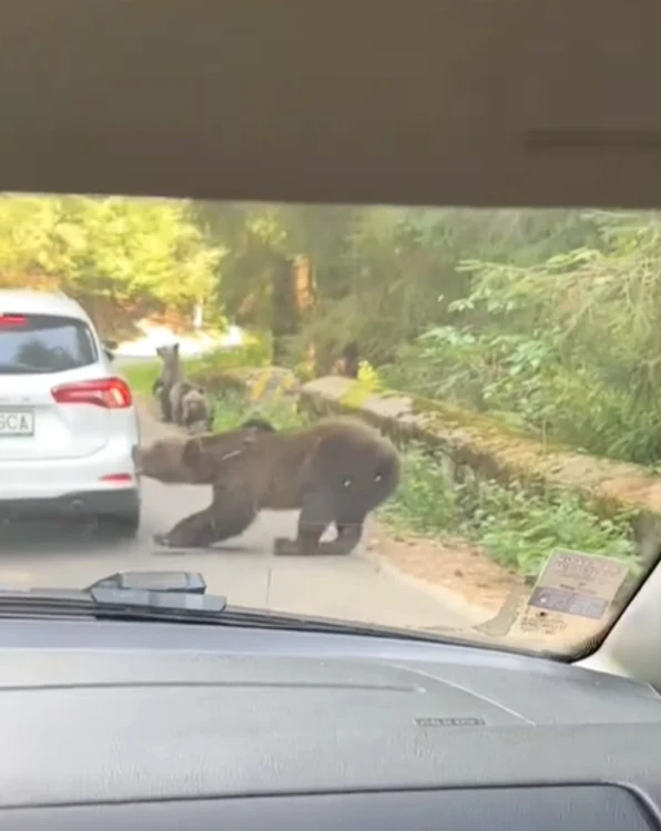 O ursoaică a atacat un autoturism pe o șosea montană; traficul, îngreunat de șoferii care au oprit să filmeze