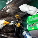 Un tată și fiul au salvat un vultur pleșuv prins în cârlige pe lacul Ponhook