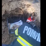 Șapte cățeluși și mama lor, salvați de sub un mal de pământ în Constanța
