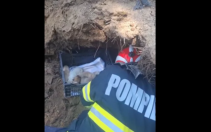 Șapte cățeluși și mama lor, salvați de sub un mal de pământ în Constanța