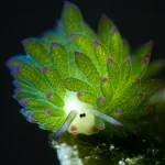 Costasiella kuroshimae, „oaia de mare” care folosește lumină pentru energie