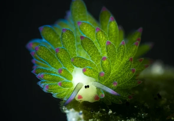 Costasiella kuroshimae, „oaia de mare” care folosește lumină pentru energie