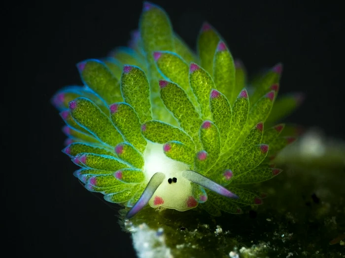 Costasiella kuroshimae, „oaia de mare” care folosește lumină pentru energie