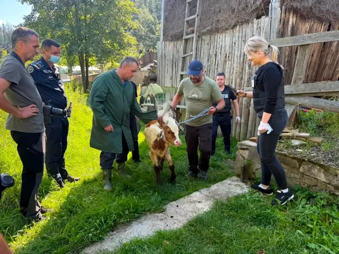 Zece animale găsite în condiții degradante în curtea unei bătrâne din Putna; doi viței găsiți morți