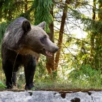 Nicușor Dan retrimite Parlamentului legea privind urșii și cere un registru național de monitorizare în timp real