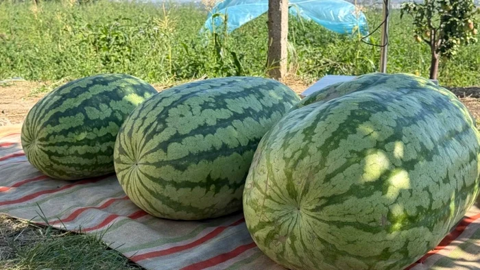 Record în Republica Moldova: fermier din Hagimus a crescut un pepene de 74 kg
