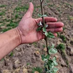 România a depăşit obiectivele PNRR pentru împăduriri: peste 20.700 ha plantate şi pepiniere suplimentare