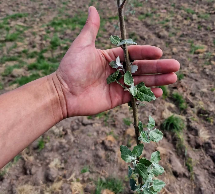 România a depăşit obiectivele PNRR pentru împăduriri: peste 20.700 ha plantate şi pepiniere suplimentare