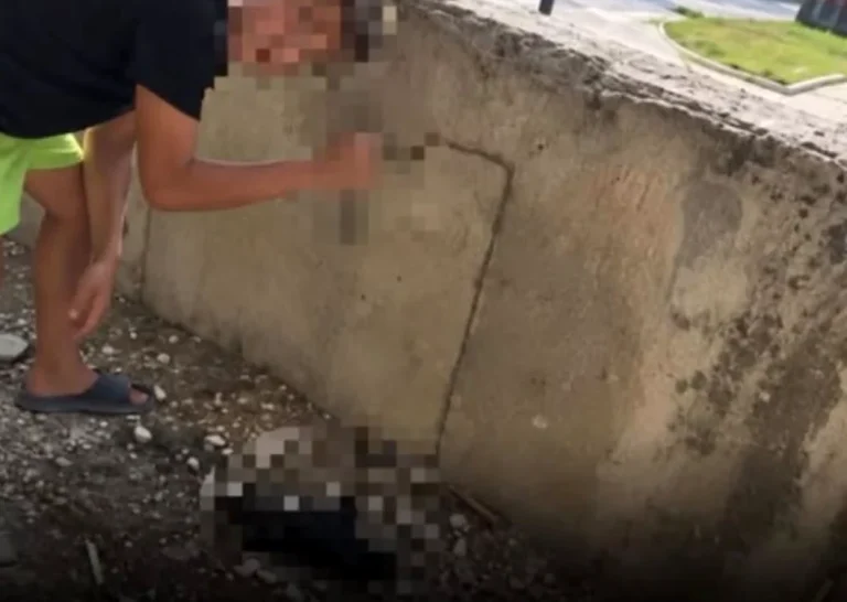 Doi copii din Vâlcea au înjunghiat șapte pui; doi au murit, părinții amendați cu 500 lei fiecare