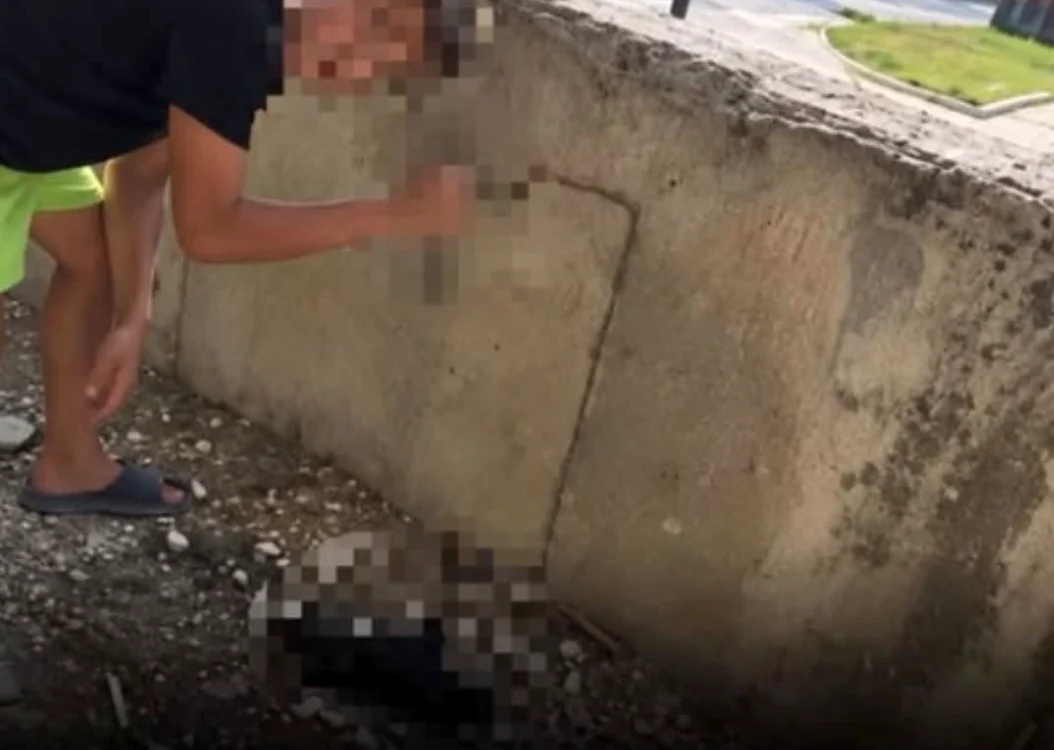 Doi copii din Vâlcea au înjunghiat șapte pui; doi au murit, părinții amendați cu 500 lei fiecare