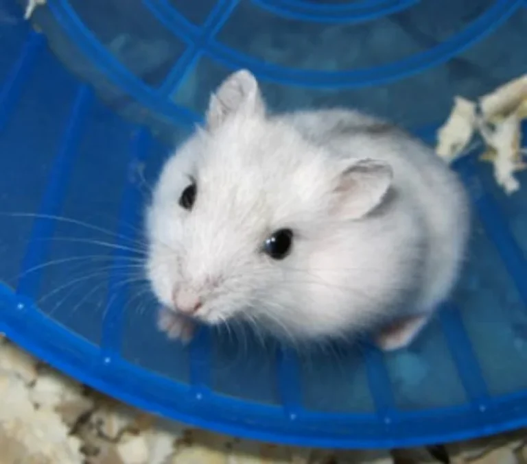 Bărbat din Japonia arestat pentru uciderea a circa 50 de hamsteri, anchetatorii au găsit filmări şi mesaje pe telefon